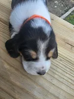 Orange boy, a male Basset Hound for sale in Dalton, GA – 2 of 6