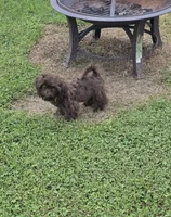 Chocolate male, a male Shih Tzu for sale in Dalton, GA – 3 of 5