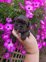 Choco&White F, a female Shih Tzu for sale in Dalton, GA – 2 of 3