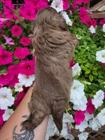 Chocolate milk, a male Shih Tzu for sale in Dalton, GA – 3 of 4
