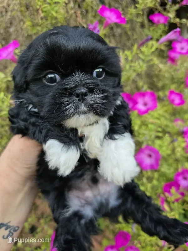 Jabba – Shih Tzu puppy for sale in Dalton, GA