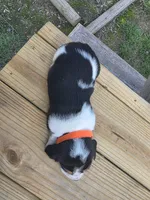 Orange boy, a male Basset Hound for sale in Dalton, GA – 1 of 6