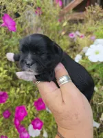 Jabba, a male Shih Tzu for sale in Dalton, GA – 1 of 6
