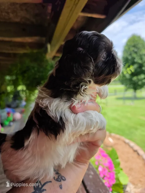Chocolate chip – Shih Tzu puppy for sale in Dalton, GA