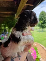 Chocolate chip, a male Shih Tzu for sale in Dalton, GA – 1 of 4