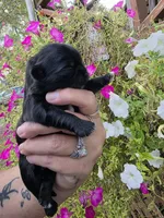 Layla, a male Shih Tzu for sale in Dalton, GA – 4 of 5