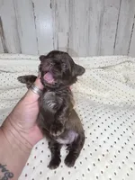 Female chocolate , a female Shih Tzu for sale in Dalton, GA – 4 of 4