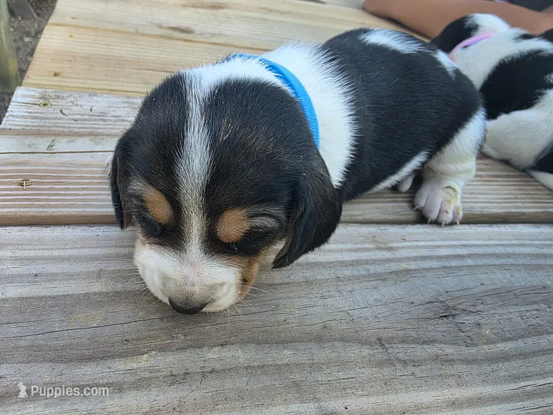 Blue boy – Basset Hound puppy for sale in Dalton, GA