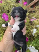 Jabba, a male Shih Tzu for sale in Dalton, GA – 3 of 6