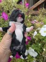 Jabba, a male Shih Tzu for sale in Dalton, GA – 2 of 6