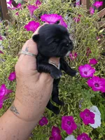 Layla, a male Shih Tzu for sale in Dalton, GA – 2 of 5