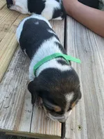 Green boy, a male Basset Hound for sale in Dalton, GA – 2 of 5