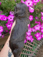 Chocolate F, a female Shih Tzu for sale in Dalton, GA – 2 of 3