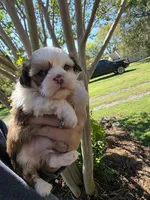 Choc&white, a male Shih Tzu for sale in Dalton, GA – 2 of 3