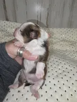 Chip, a male Shih Tzu for sale in Dalton, GA – 3 of 3