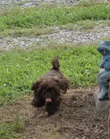 Chocolate male, a male Shih Tzu for sale in Dalton, GA – 5 of 5