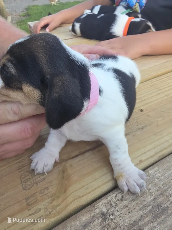 Little girl – Basset Hound puppy for sale in Dalton, GA