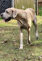 Pixie, a female Great Dane for sale in Dalton, GA – 2 of 2