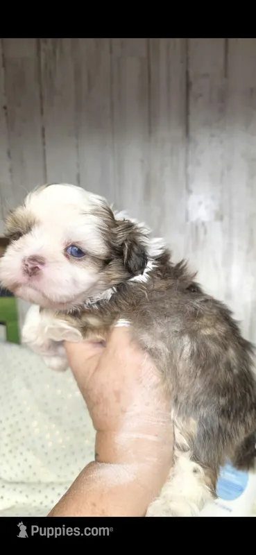 Choc&white – Shih Tzu puppy for sale in Dalton, GA