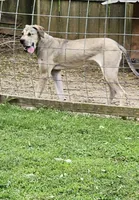 Faith, a female Great Dane for sale in Dalton, GA – 1 of 2