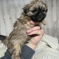 Rover, a male Shih Tzu for sale in Dalton, GA – Photo 5 of 5
