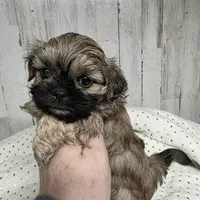Rover, a male Shih Tzu for sale in Dalton, GA – Photo 4 of 5