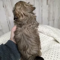 Rover, a male Shih Tzu for sale in Dalton, GA – Photo 2 of 5