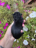 Layla, a male Shih Tzu for sale in Dalton, GA – 3 of 5