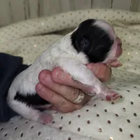 Oreo, a male Shih Tzu for sale in Dalton, GA – Photo 2 of 4