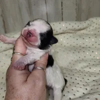 Oreo, a male Shih Tzu for sale in Dalton, GA – Photo 4 of 4