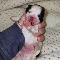 Oreo, a male Shih Tzu for sale in Dalton, GA – Photo 1 of 4