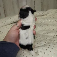 Oreo, a male Shih Tzu for sale in Dalton, GA – Photo 3 of 4