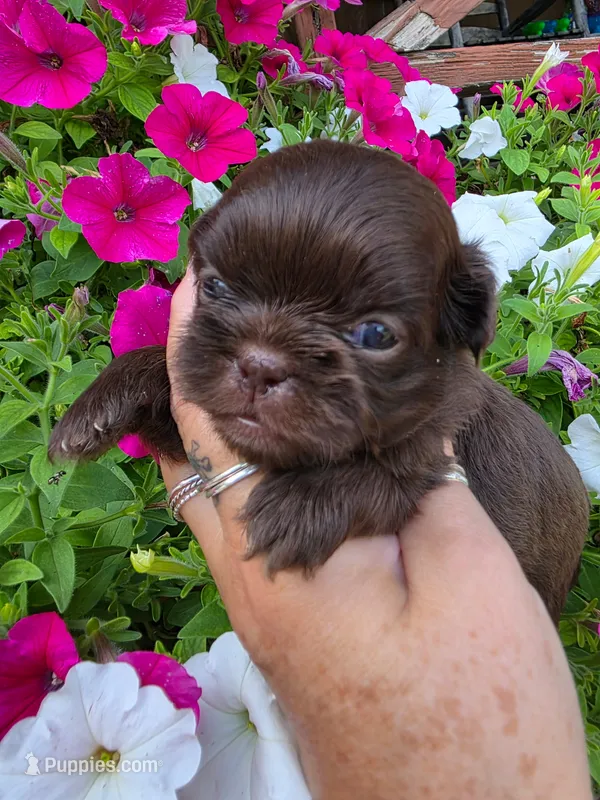 Solid Chocolate F – Shih Tzu puppy for sale in Dalton, GA