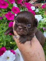 Solid Chocolate F, a female Shih Tzu for sale in Dalton, GA – 1 of 4