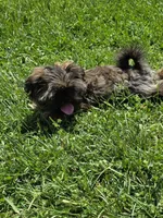 Brindle girl, a female Shih Tzu for sale in Dalton, GA – Photo 2 of 4