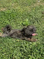 Brindle girl, a female Shih Tzu for sale in Dalton, GA – Photo 4 of 4