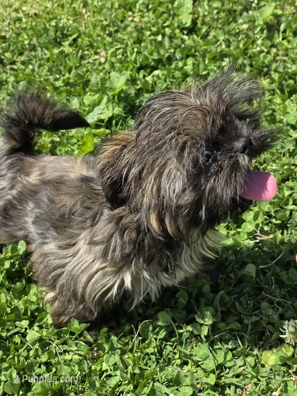 Brindle girl – Shih Tzu puppy for sale in Dalton, GA