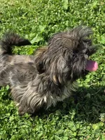 Brindle girl, a female Shih Tzu for sale in Dalton, GA – Photo 1 of 4