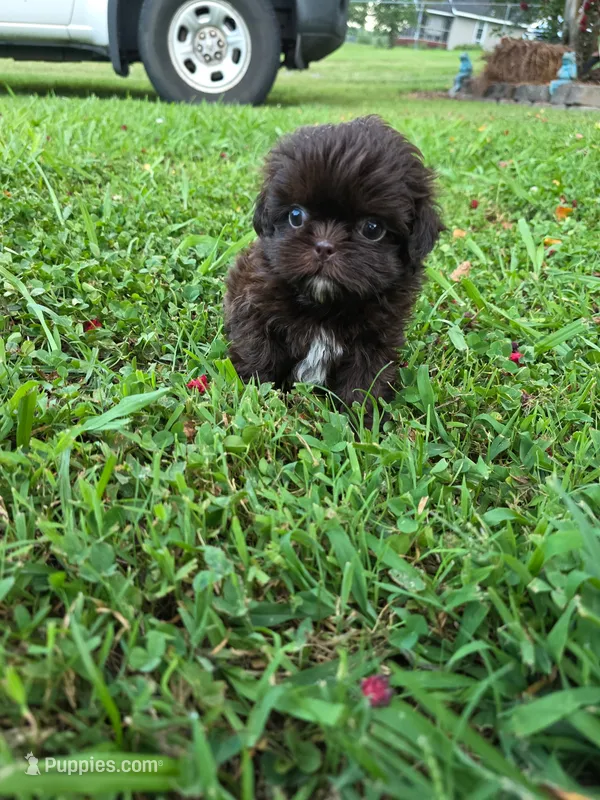 Chocolate F – Shih Tzu puppy for sale in Dalton, GA
