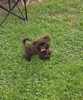 Chocolate male, a male Shih Tzu for sale in Dalton, GA – 4 of 5