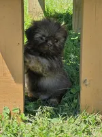 Male dobie, a male Shih Tzu for sale in Dalton, GA – Photo 2 of 3