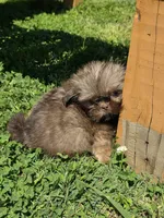Male dobie, a male Shih Tzu for sale in Dalton, GA – Photo 3 of 3