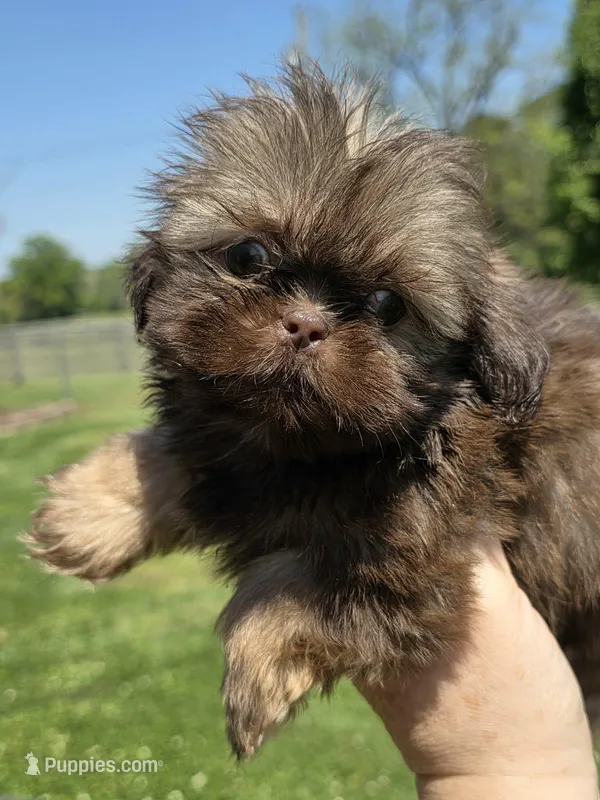 Male dobie, a male Shih Tzu for sale in Dalton, GA – Photo 1 of 3