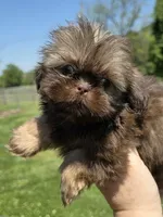 Male dobie, a male Shih Tzu for sale in Dalton, GA – Photo 1 of 3