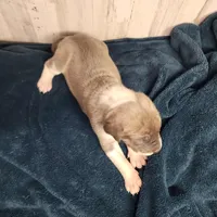 processed/9fe8a8a2-943b-4754-b2f6-063f5f15b08b/listing/d8ca22e7-2d63-4e53-82d6-1f9d2e70e4b5/127594af-e79f-4974-b5fe-20223cfb819d