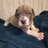 processed/9fe8a8a2-943b-4754-b2f6-063f5f15b08b/listing/d8ca22e7-2d63-4e53-82d6-1f9d2e70e4b5/55ed780d-10ff-4285-98e4-b9656974828d