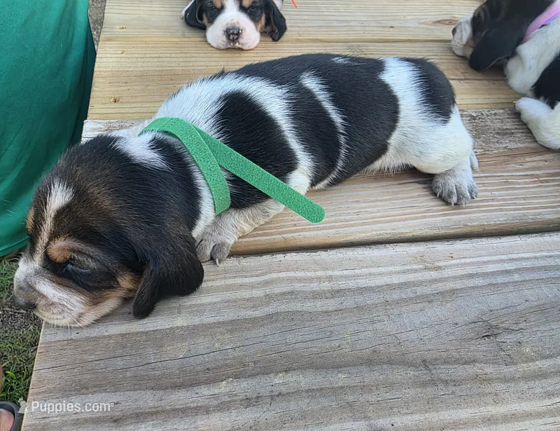 Green boy – Basset Hound puppy for sale in Dalton, GA