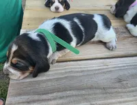 Green boy, a male Basset Hound for sale in Dalton, GA – 1 of 5