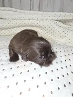 Female chocolate , a female Shih Tzu for sale in Dalton, GA – 2 of 4