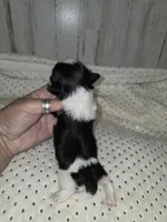 Black&white femal, a female Shih Tzu for sale in Dalton, GA – 3 of 4